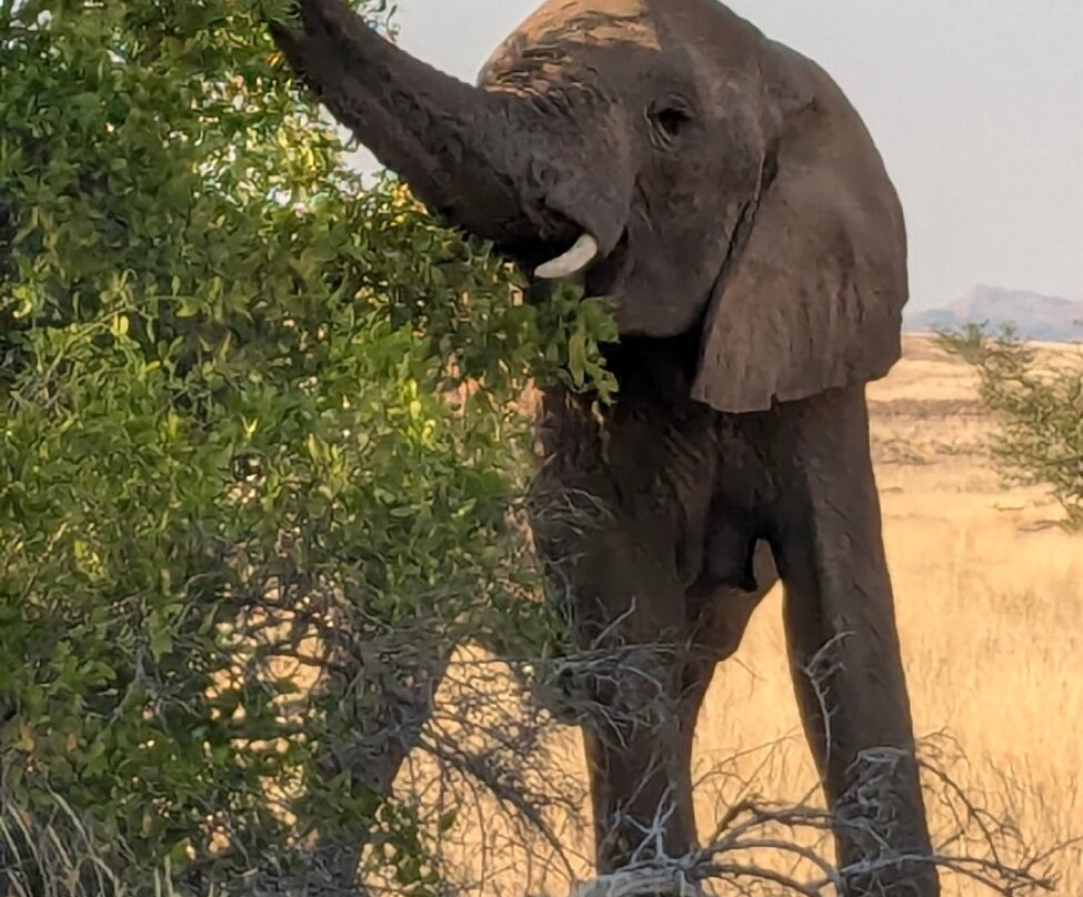 Twyfelfontein Elephant Drives-Palmwag必去景点