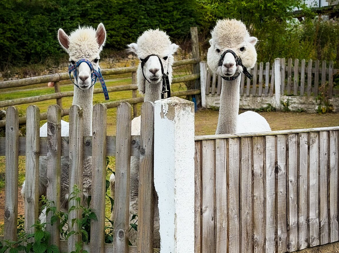 Woolly Experiences Therapy Farm-Mold必去景点