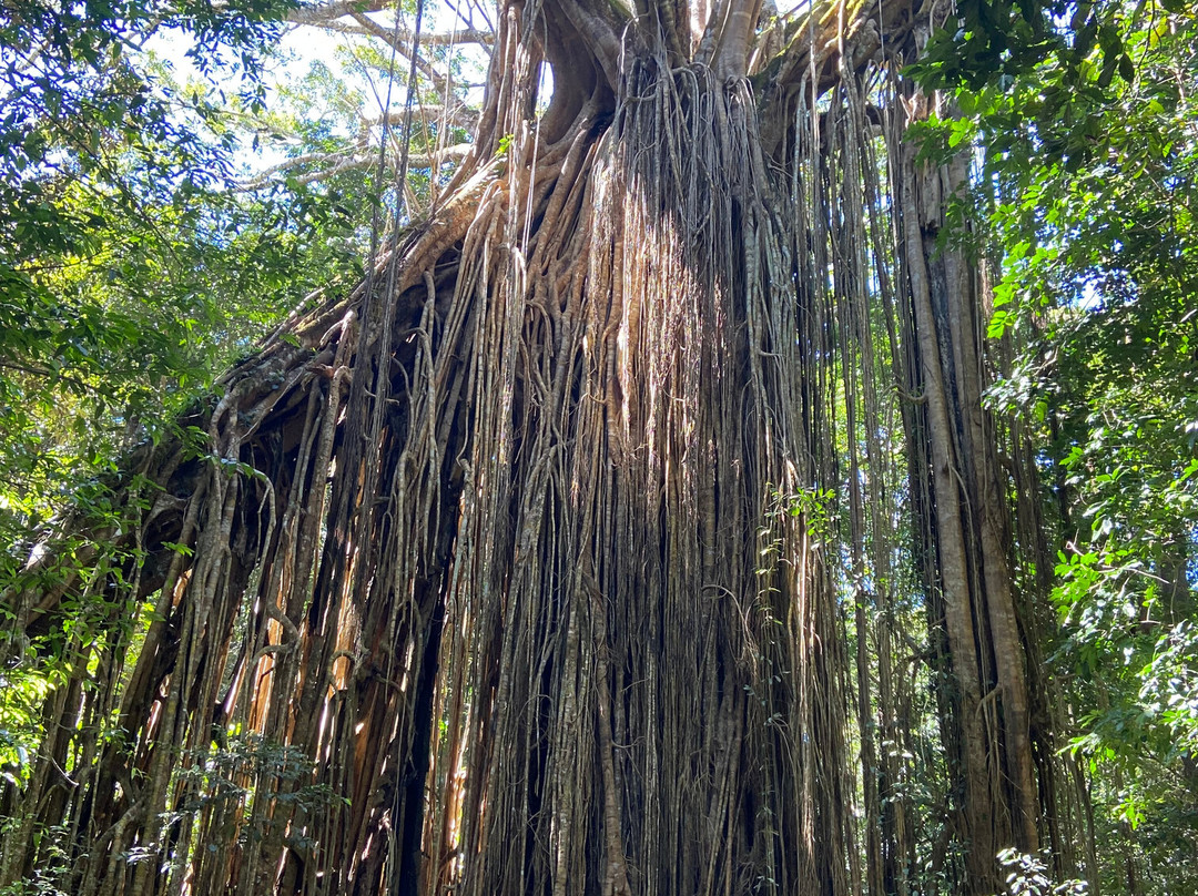 Cathedral Fig Tree-Yungaburra必去景点