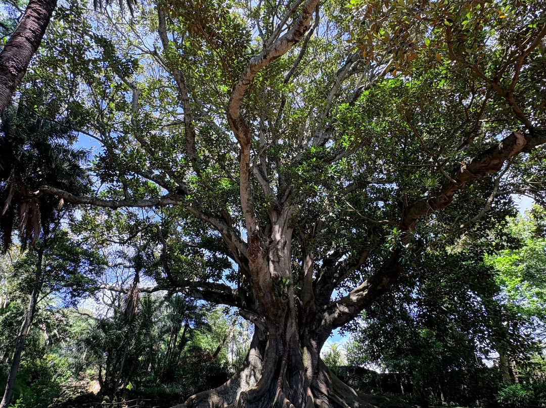 Jardim Botânico António Borges-蓬塔德尔加达必去景点