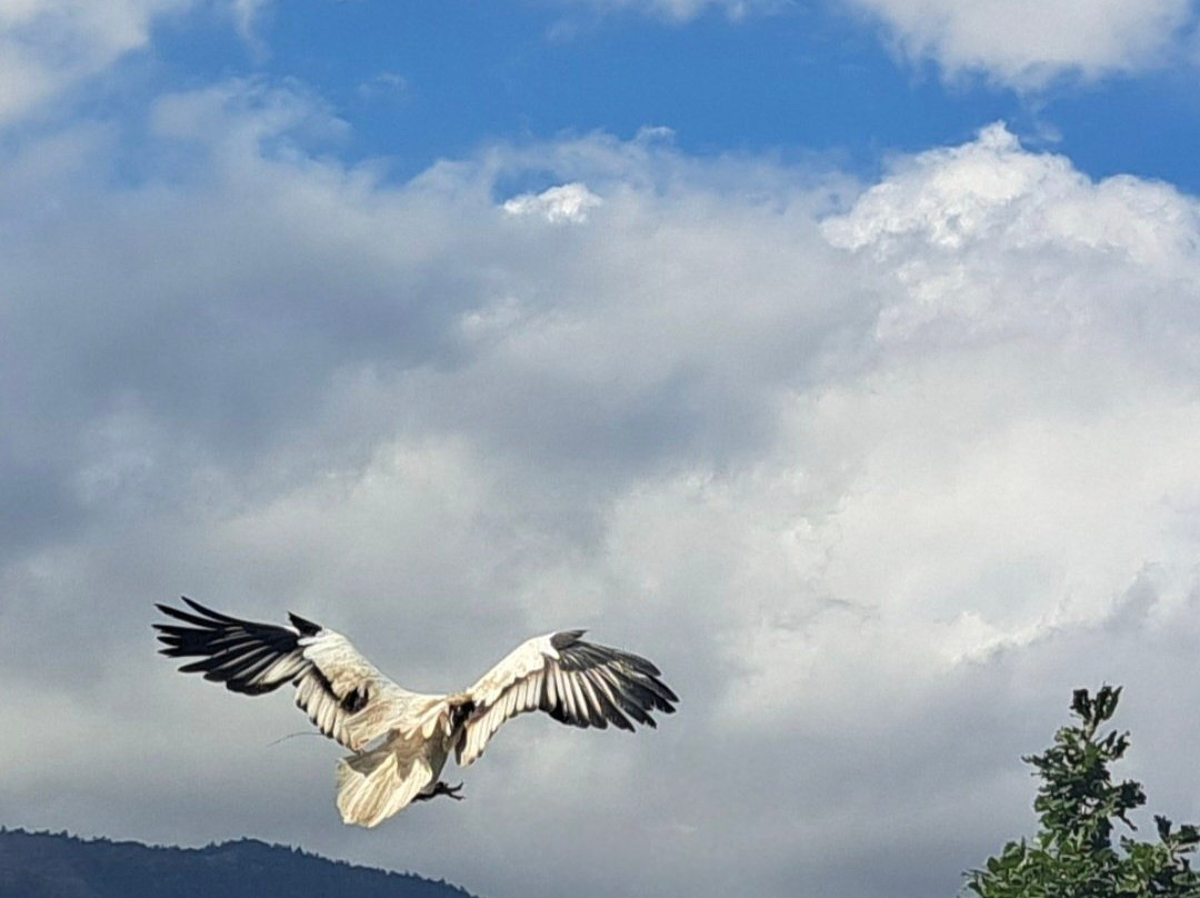 Les Aigles d'Aure - Volerie des Pyrenees-Arreau必去景点