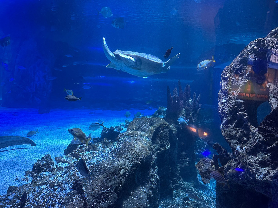 Newport Aquarium-Newport必去景点