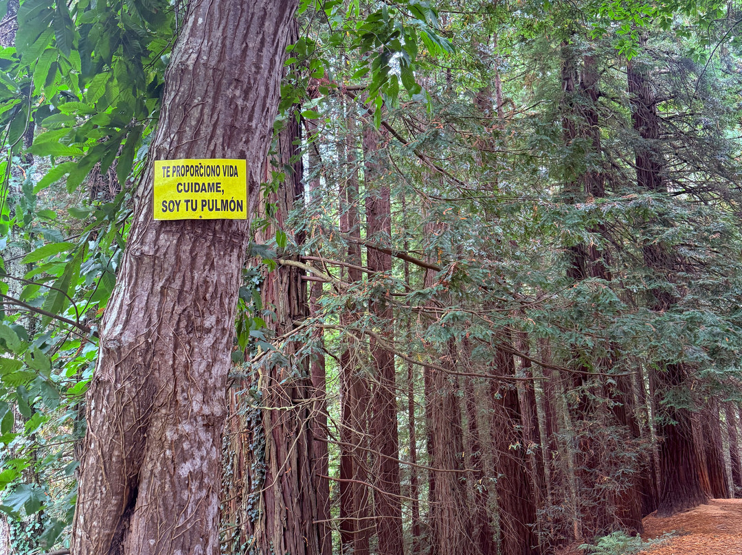 Natural Monument of the Sequoias of Monte Cabezón-Cabezon de la Sal必去景点