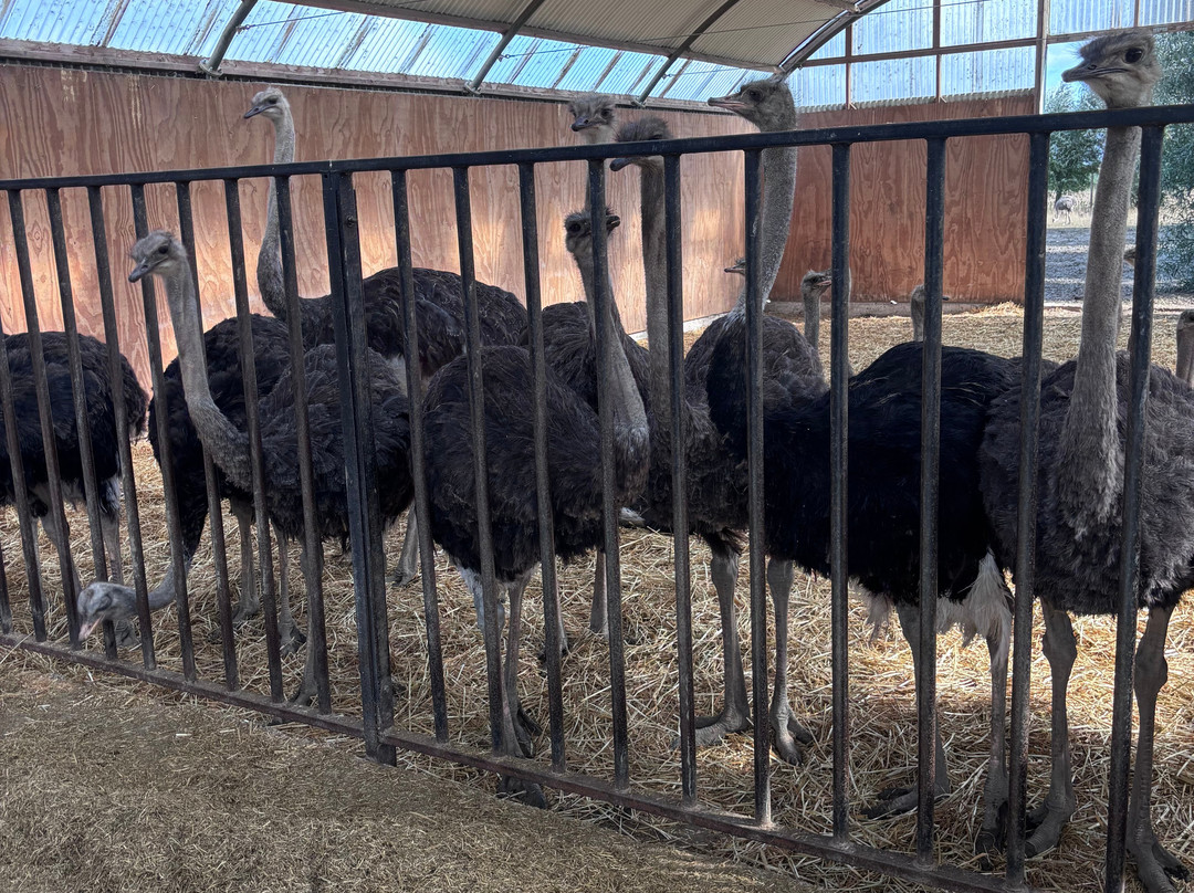 Struisvogelboerderij Monnikenwerve-斯勒伊斯必去景点