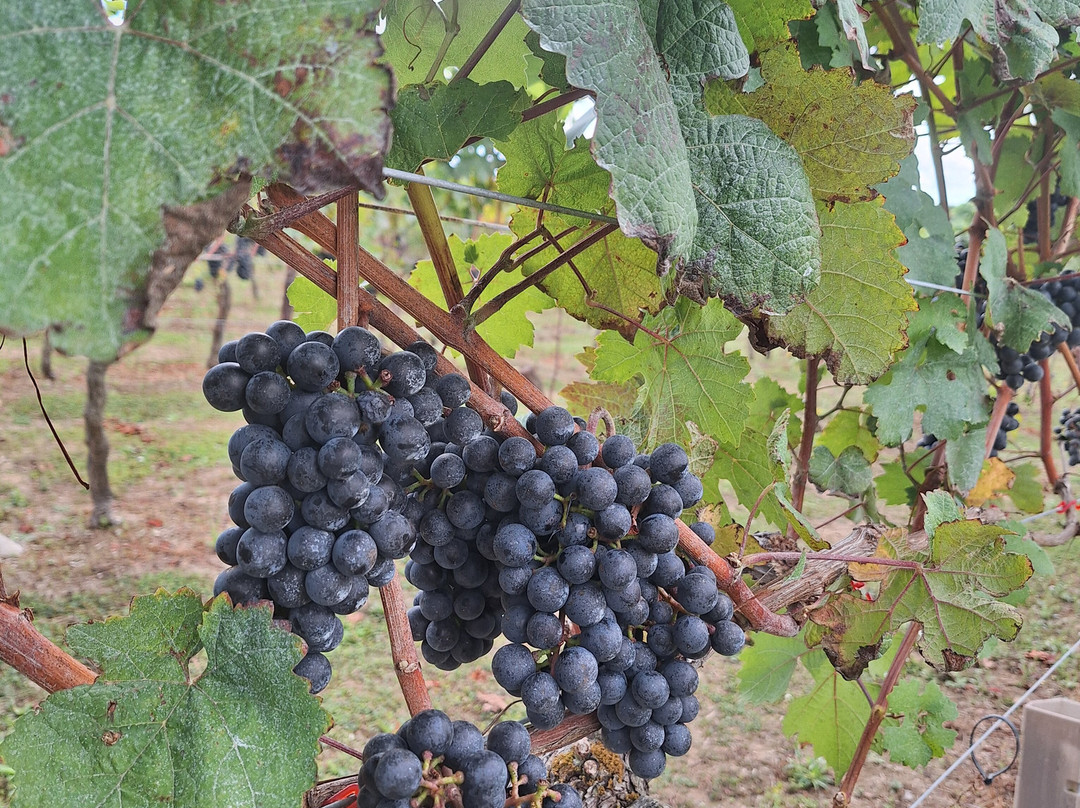 Biddenden Vineyards-Biddenden必去景点