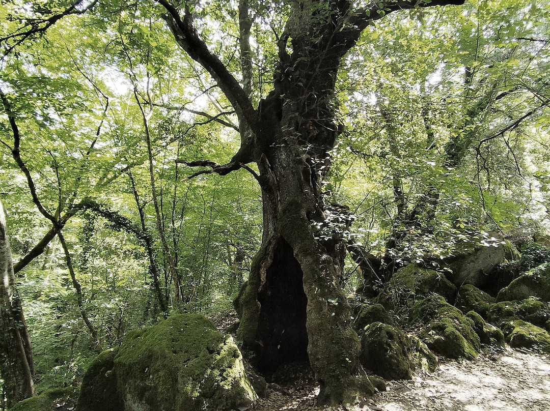 Bosco Del Sasseto-Acquapendente必去景点