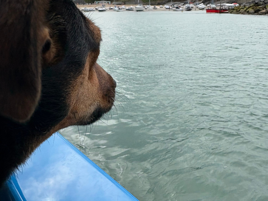 SeaMor Dolphin Watching Boat Trip-纽基必去景点