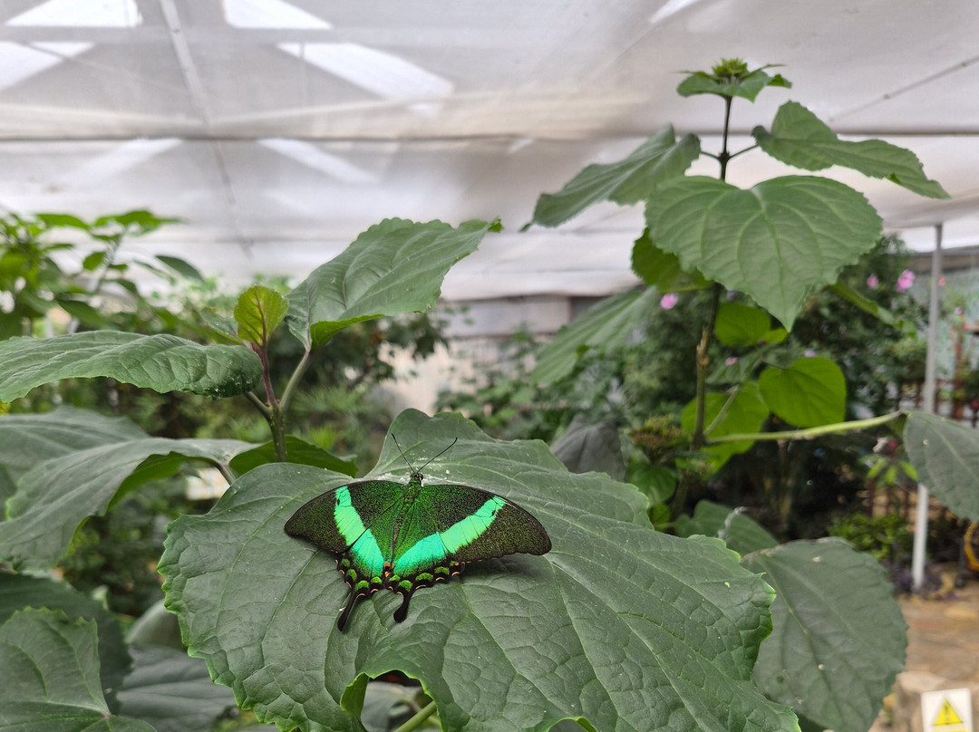 Butterfly World and Fountain World-Wootton必去景点