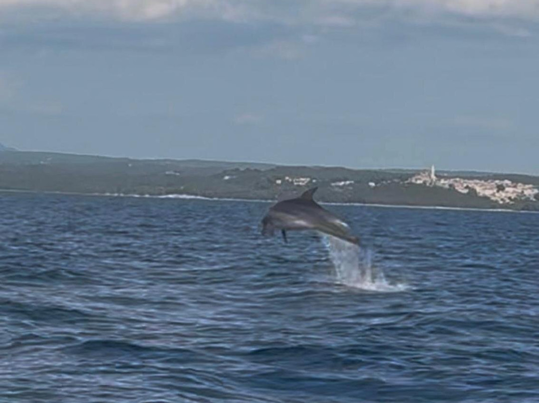 Dolphin Tours Istria-冯塔纳必去景点