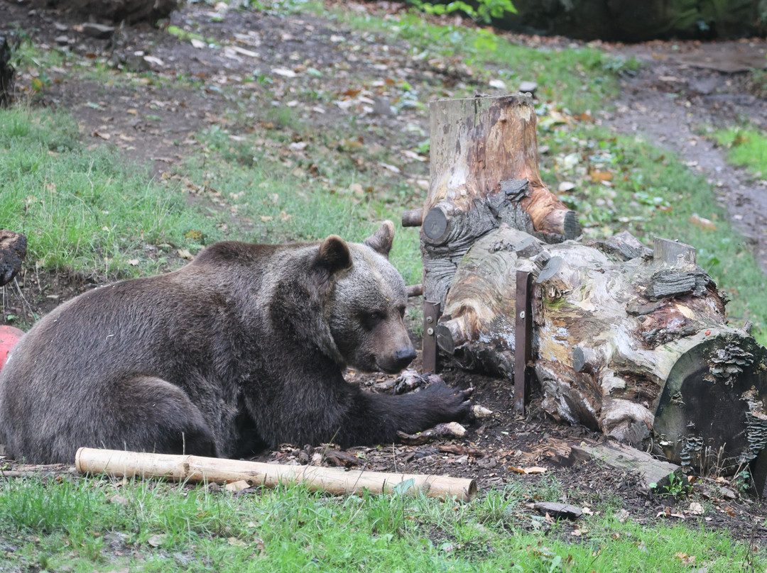Welsh Mountain Zoo-科尔温湾必去景点