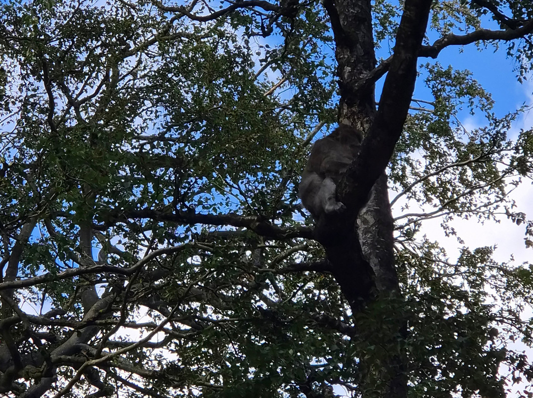 Trentham Monkey Forest-特伦特河畔斯托克必去景点