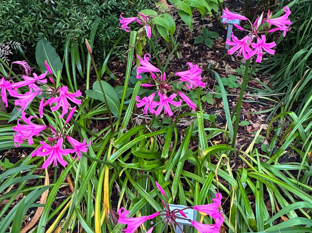 Botanische Tuin Dr. Costerus-Hilversum必去景点