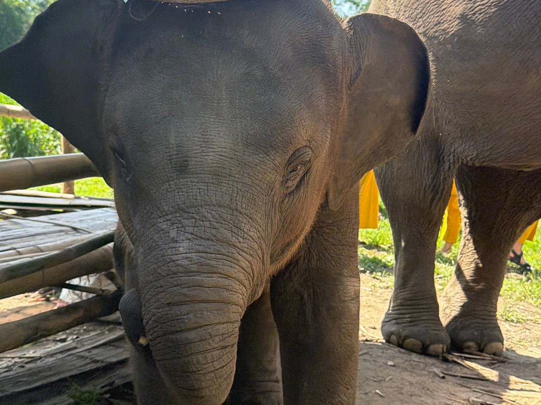Chiangmai Elephant Home-清迈必去景点
