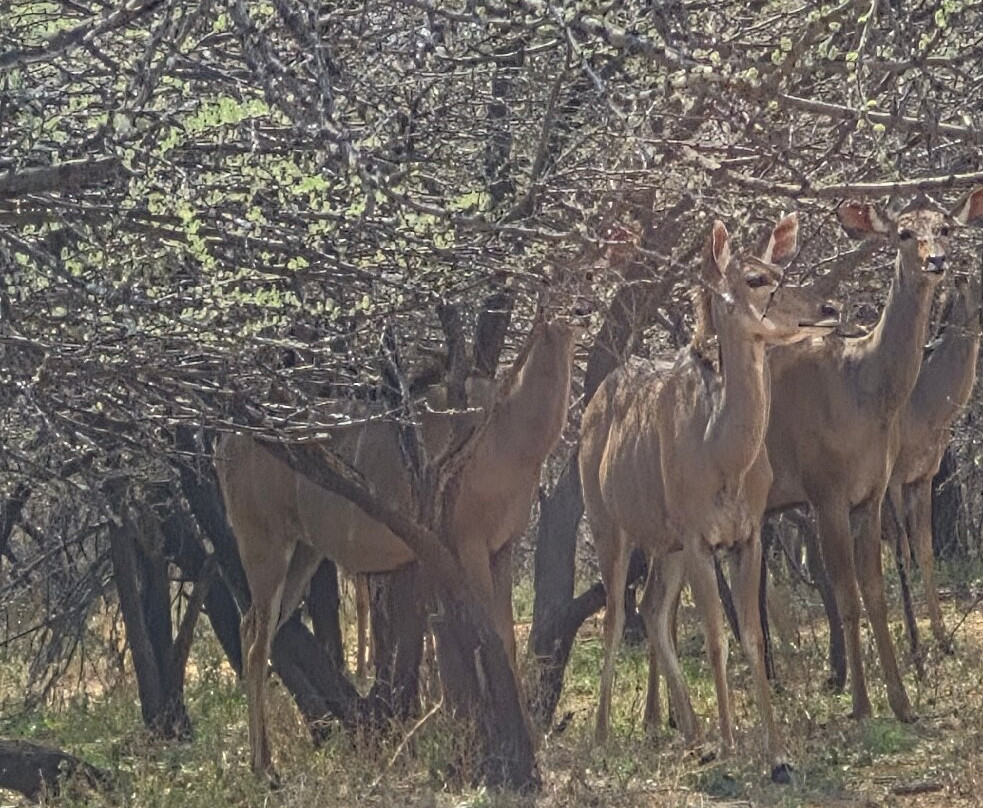 Gaborone Game Reserve-嘉伯隆里必去景点