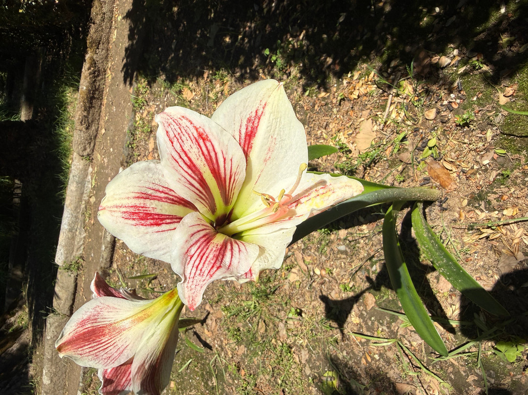 Orto e Museo Botanico di Pisa-比萨必去景点