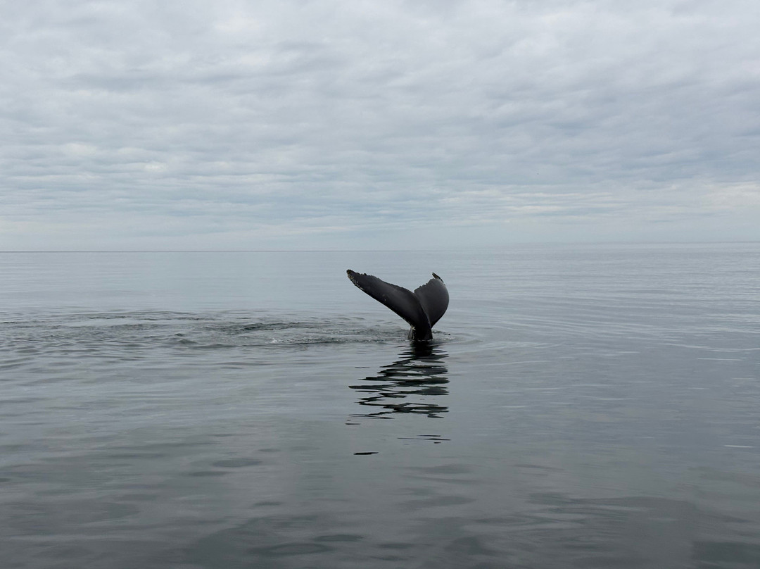 Mariner Cruises Whale and Seabird Tours-Brier Island必去景点