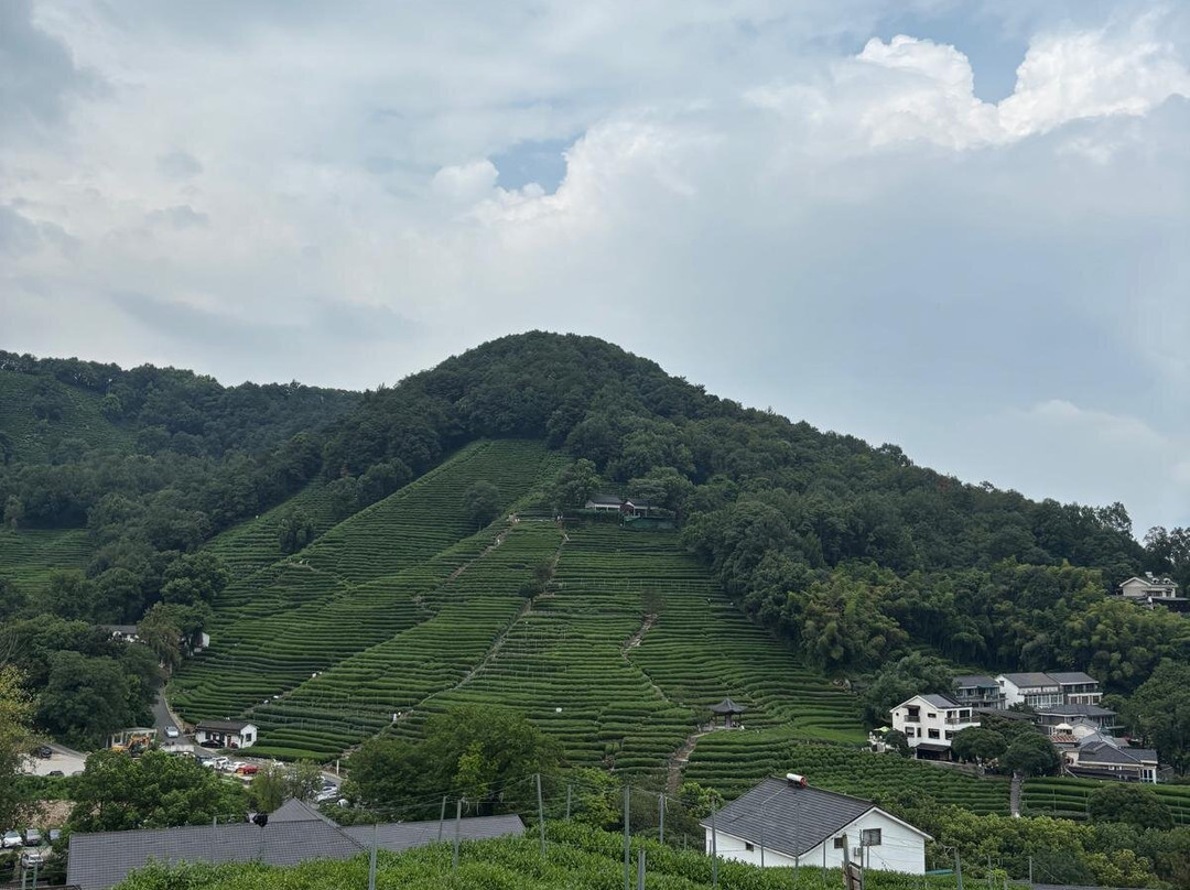龙井茶田-杭州市必去景点