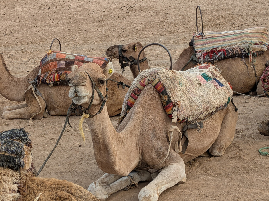 Morocco Scorpion Tours-马拉喀什必去景点
