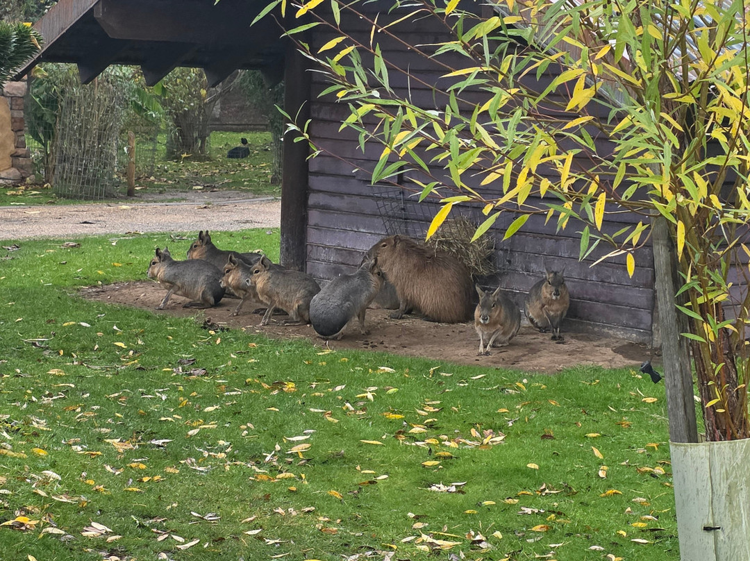 Yorkshire Wildlife Park-Auckley必去景点