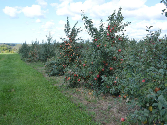 Decatur旅游景点-Big Dan's U-Pick'em & Farm Market