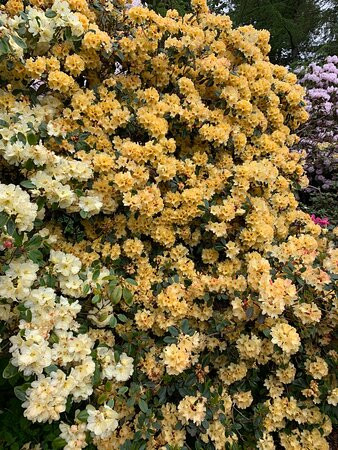 Glendoick Gardens-Glencarse必去景点