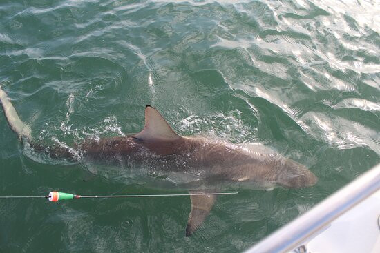 Shark Infested Charters LLC景点图片