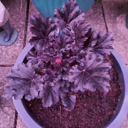 Garden Plants South Wales景点图片