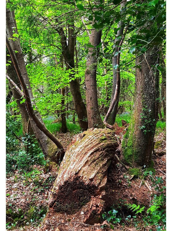Littlewood Forest-Slane必去景点