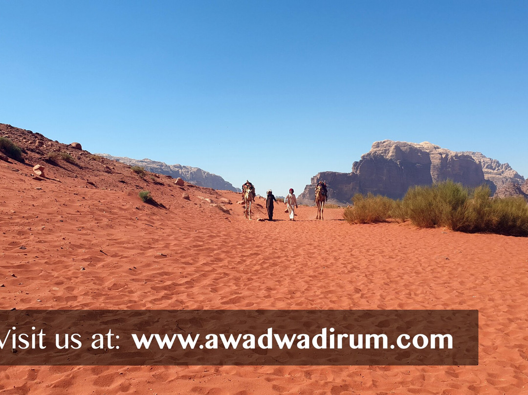Wild of Wadi Rum