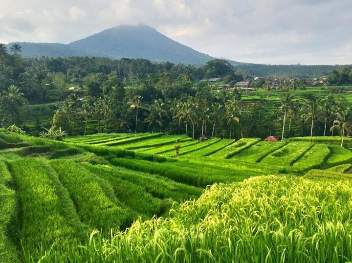Made Real Bali Tours景点图片