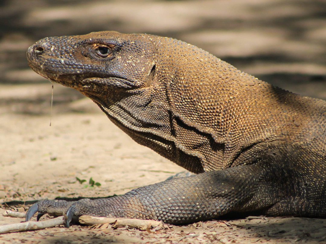 Beyond Komodo景点图片