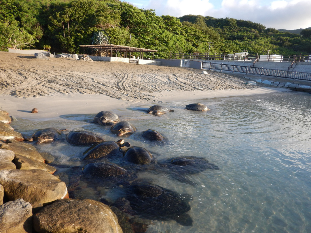 Sea Turtle Spawning Ground