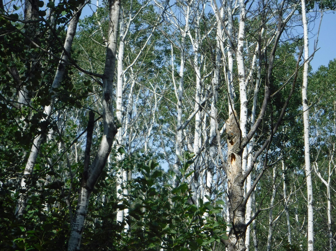 Whitney Lakes Provincial Park-林德伯格必去景点