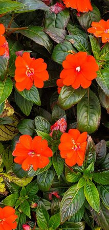 Shepard Park-乔治湖必去景点