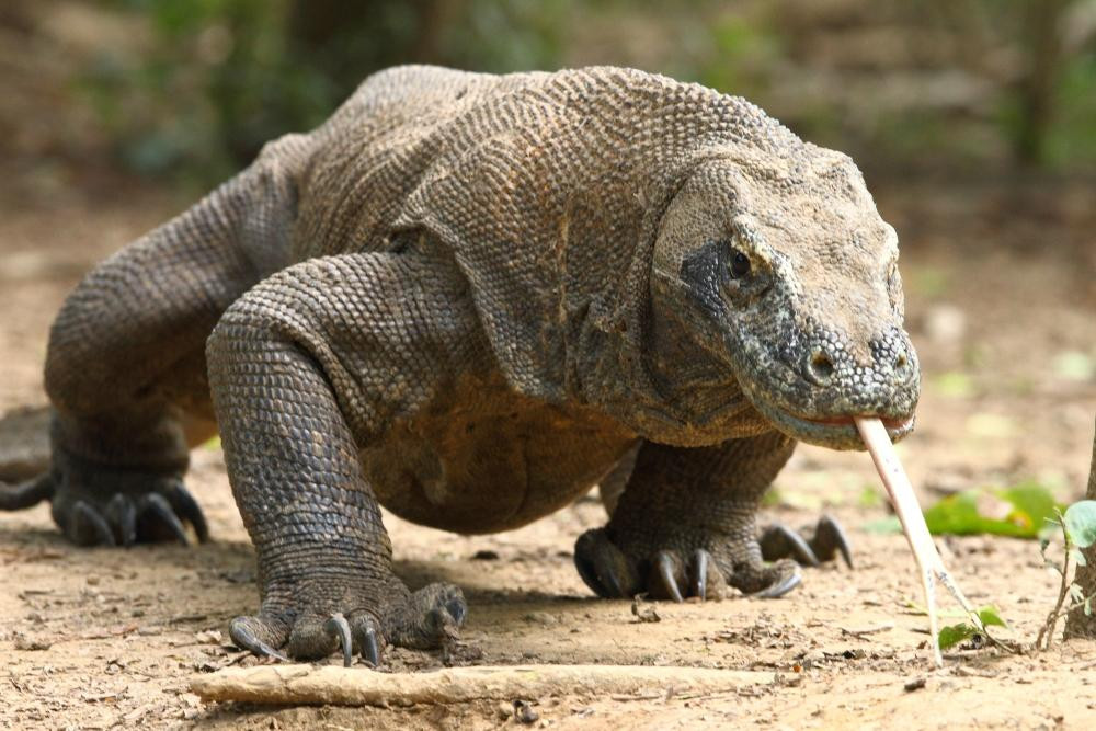 Discovery Komodo Adventure景点图片