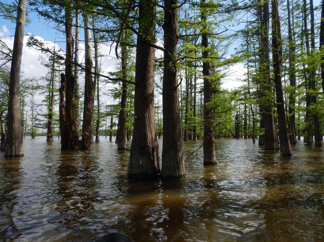 Mount Vernon旅游攻略图片