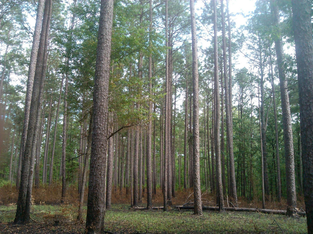 Raleigh旅游攻略图片