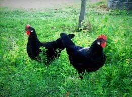 Ecofinca Raíces De Tierra