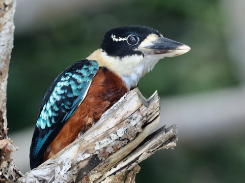 Yenbesser旅游攻略图片