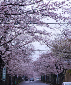 Kamakura Zushi Highland Cherry Blossom Trees景点门票图片