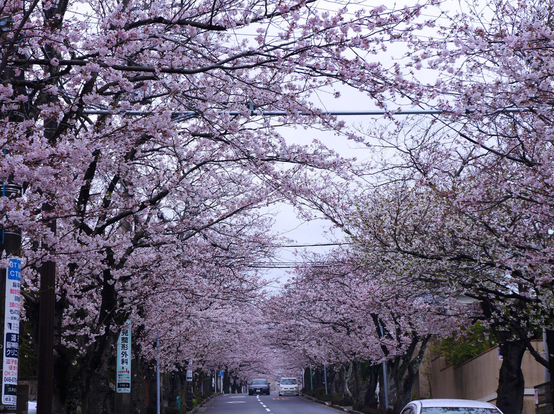 Kamakura Zushi Highland Cherry Blossom Trees-镰仓市必去景点