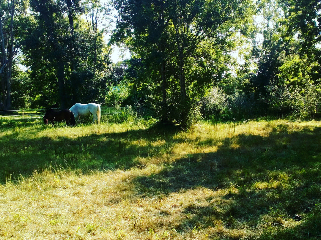 Les Poneys de Sophie景点图片