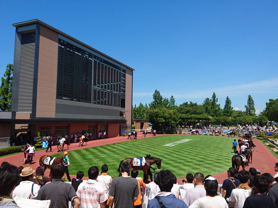 Niigata Horse Racetrack景点图片