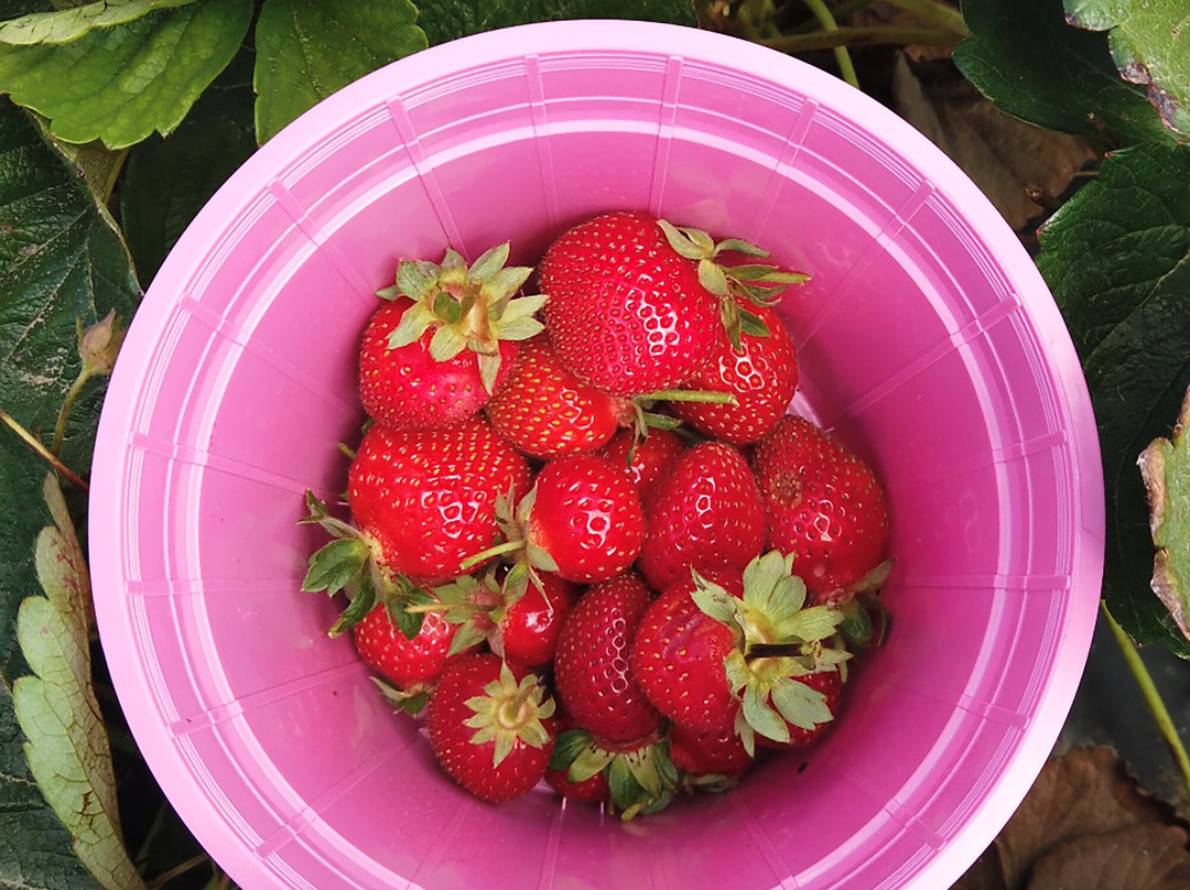 Polkadraai Farm-斯泰伦博斯必去景点