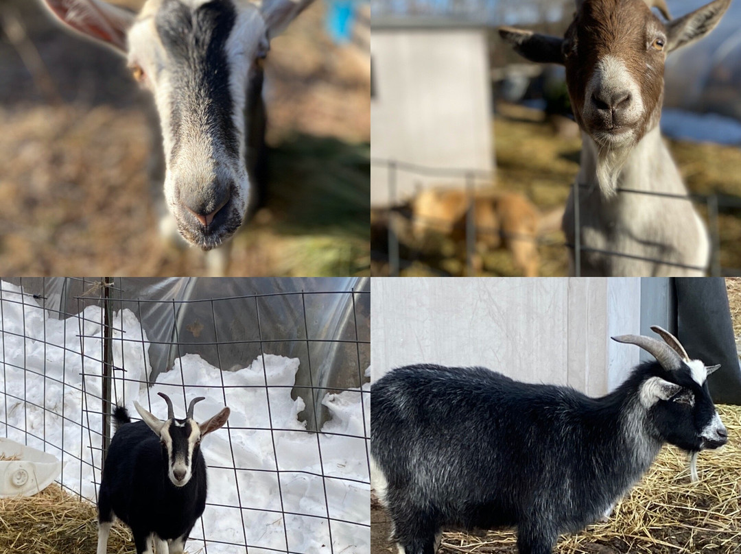 Pondering Creations Farm-Terryville必去景点