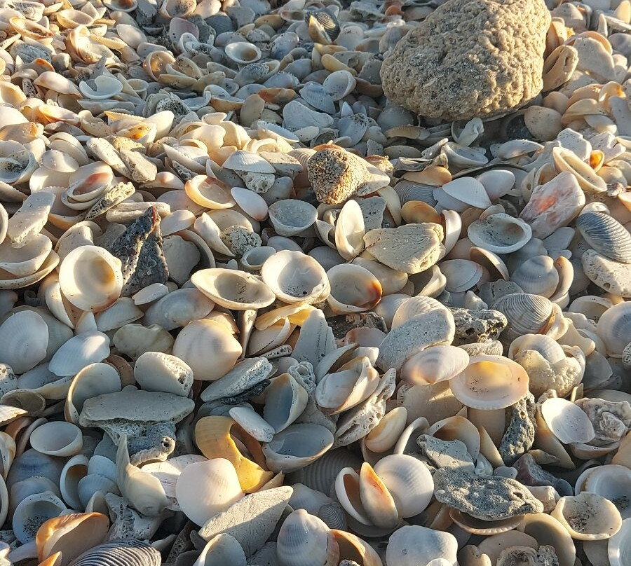 Juno Beach Park-朱诺海滩必去景点