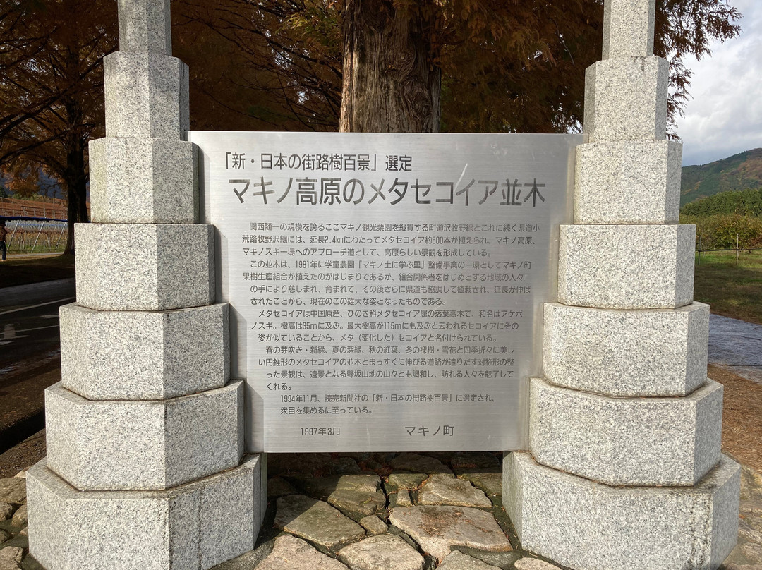 Metasequoia Namiki-高岛市必去景点