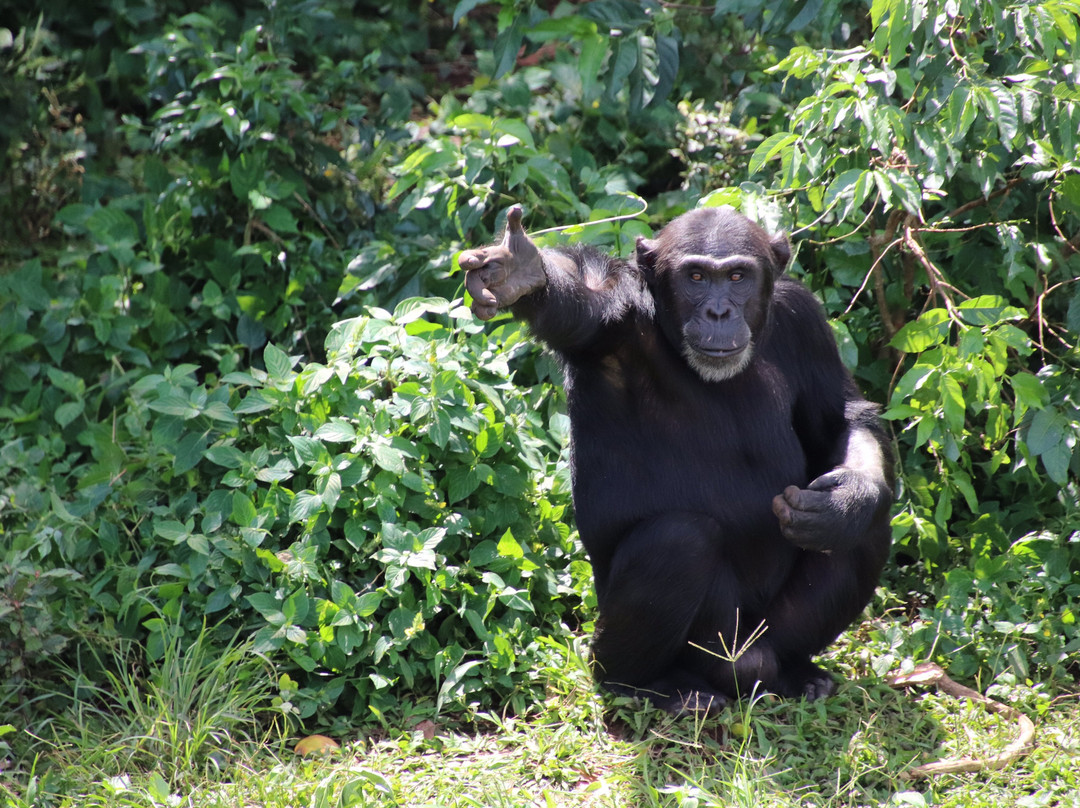 Ngamba Island Chimpanzee Sanctuary景点图片