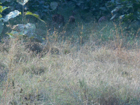 Panna Tiger Reserve-Madla必去景点