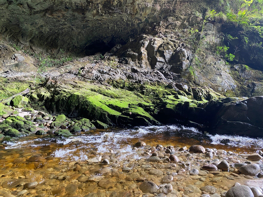 Oparara Basin Walking Tracks景点图片